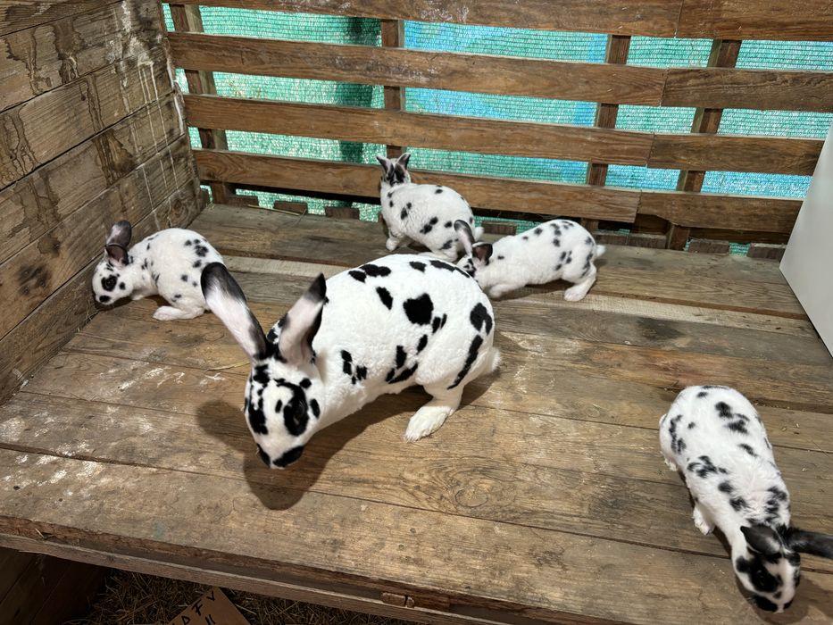 Rex tricolor si dalmatian
