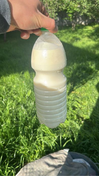 Молоко продам оптом