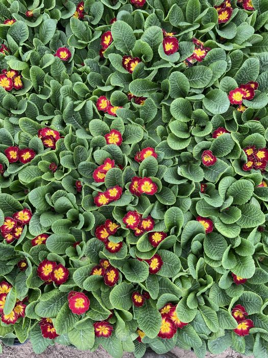 Пролетни цветя за 8 - ми март