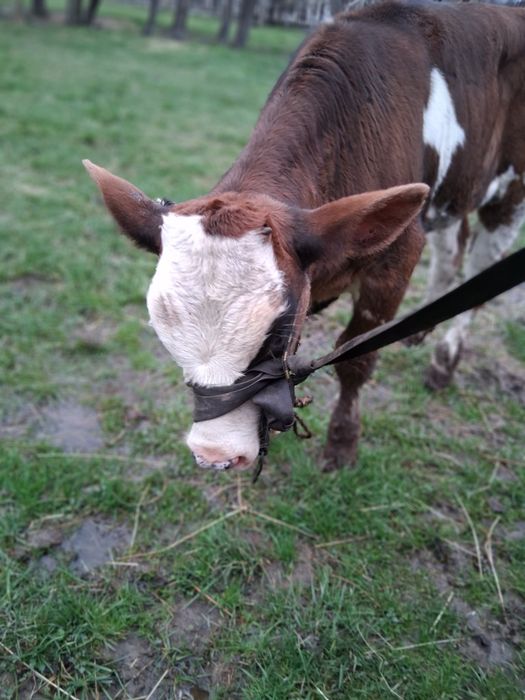 Vând viței de lapte frumoși Preț bun