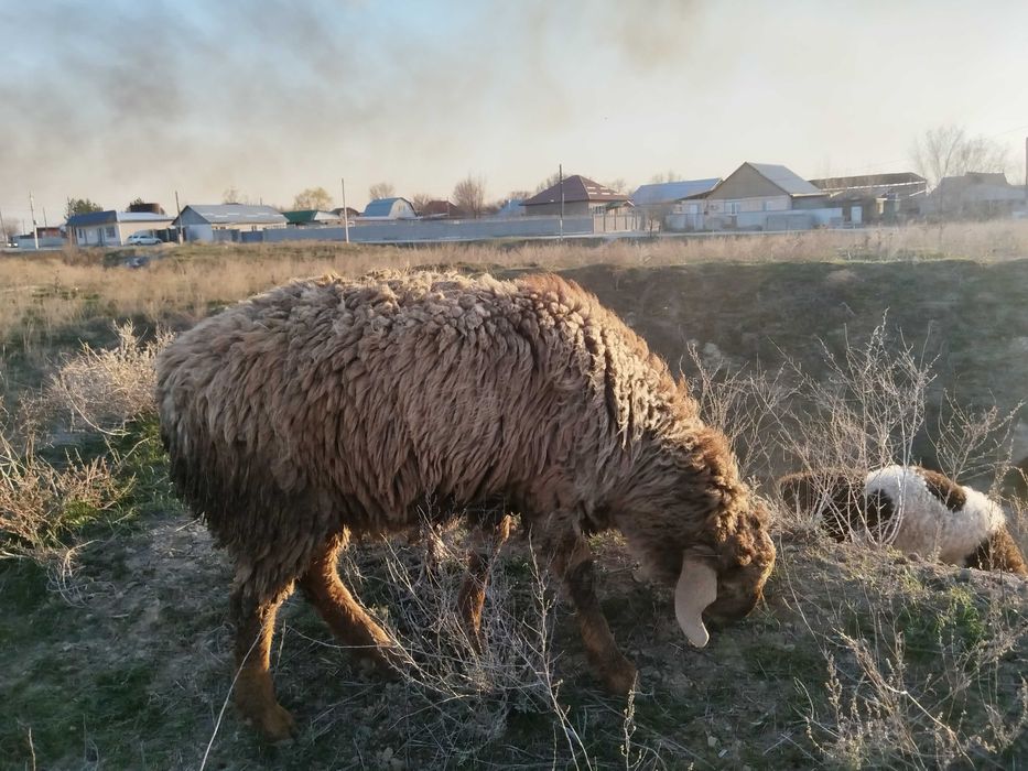 Қойларды сатамын