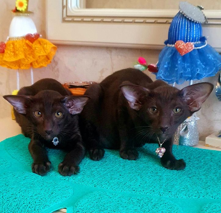 Ориентальные котятки , Казахстан