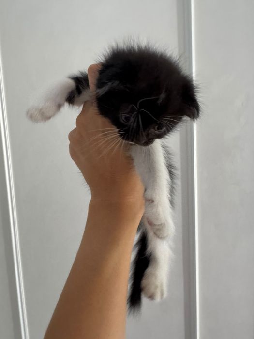 Отдаем котенка в добрые руки