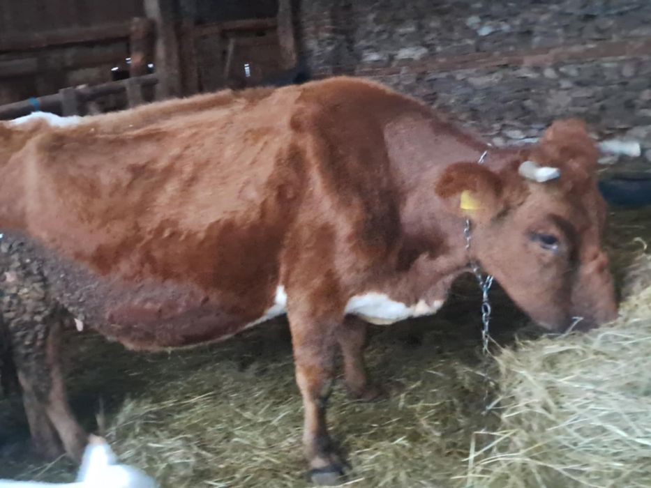 Vaca genstantain 8 luni de vânzare