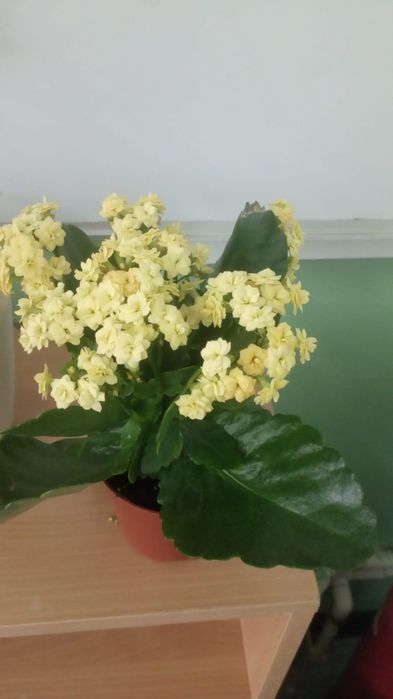 Продам шикарную Каланхоэ