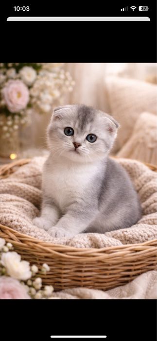 Котятя  silver шиншиллa