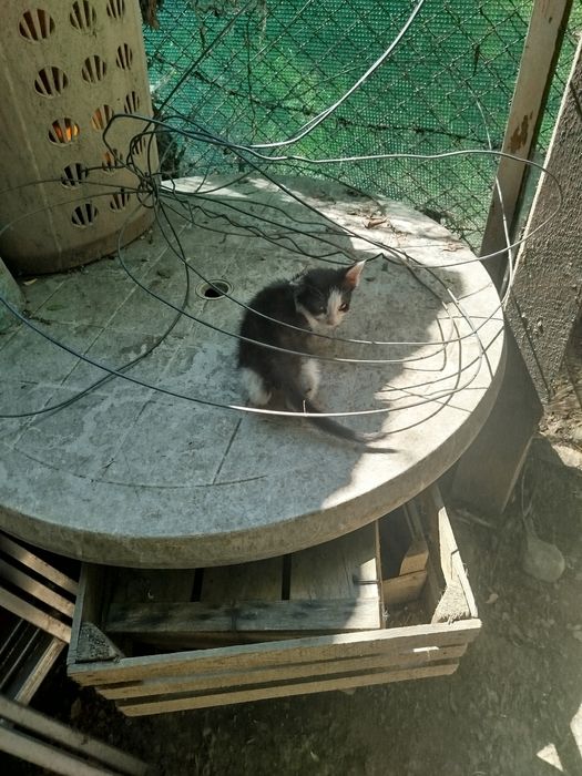 Pisoiași drăgălași pentru adopție
