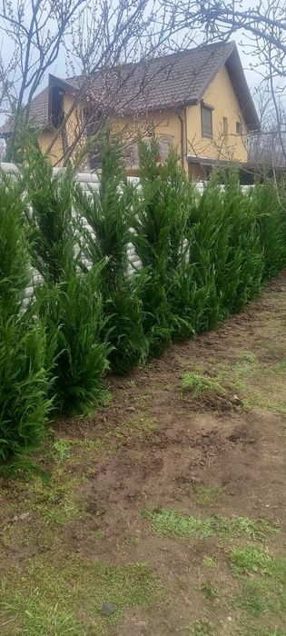 Vând leylandi și piatră naturală