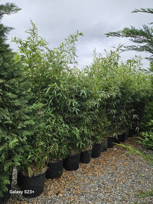 Vindem bambus de calitate foarte buna