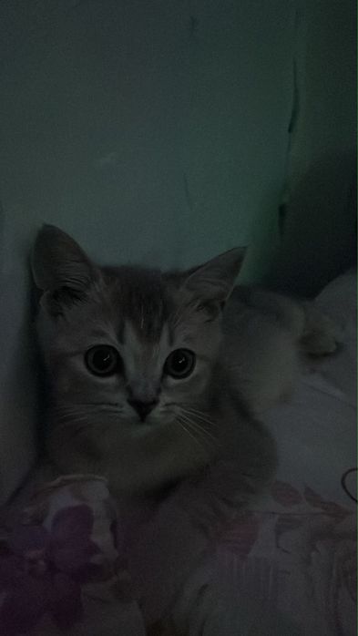 котёнок шиншиллы ищет добрый дом