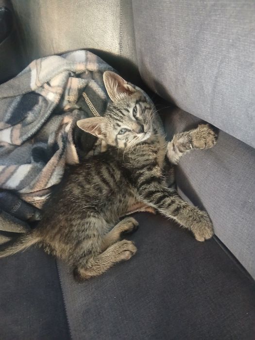 Отдам котенка девочка