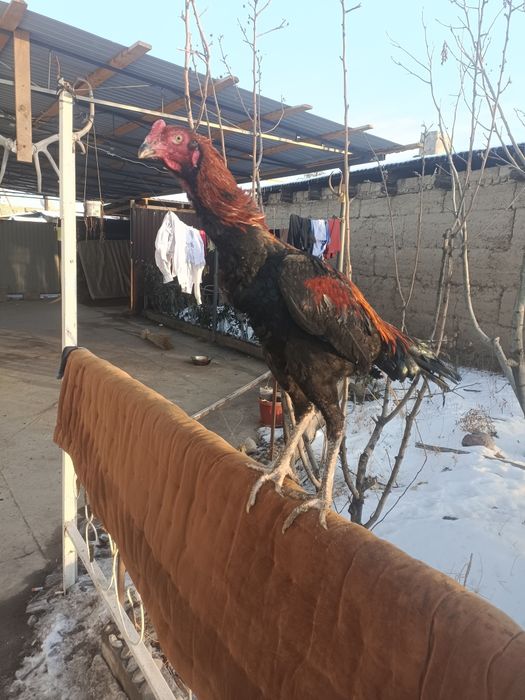 продам жужиков крупные