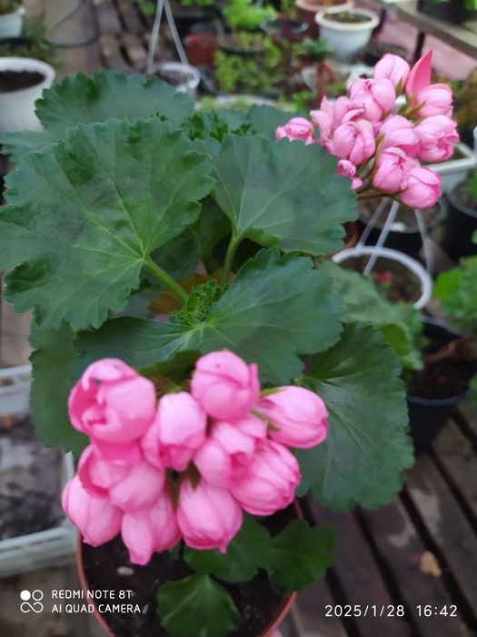 Домашние цветы герани