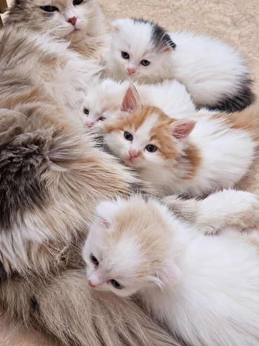 Котята ищут любящие руки