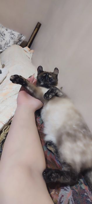 Кошка поросба вернуть за вознаграждение