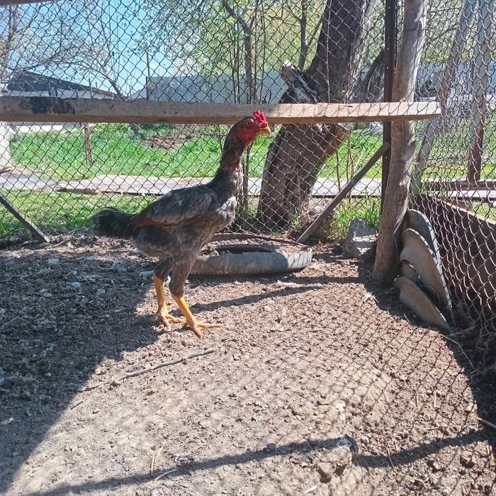 Дакан бойцовски 6 месецов