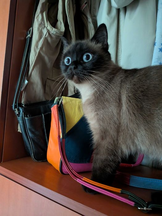 Подарявам котка, сиамка на 4 год.