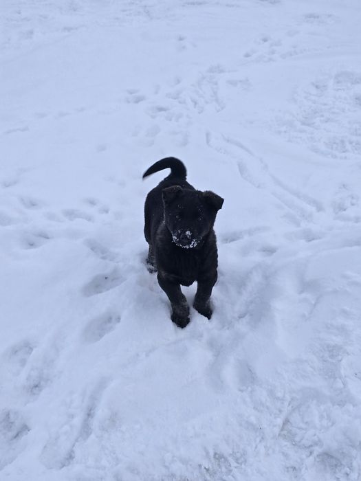 Отдам щенка привитый