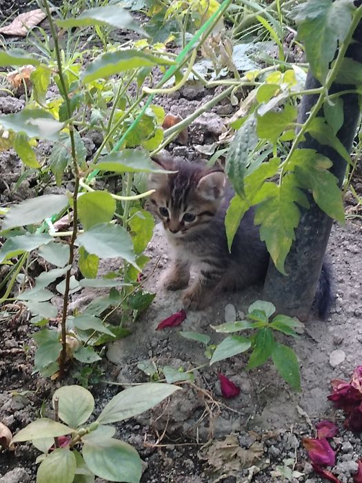 Отдам даром котята