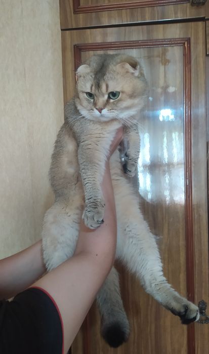 Вязка Британский золотой шиншилла.