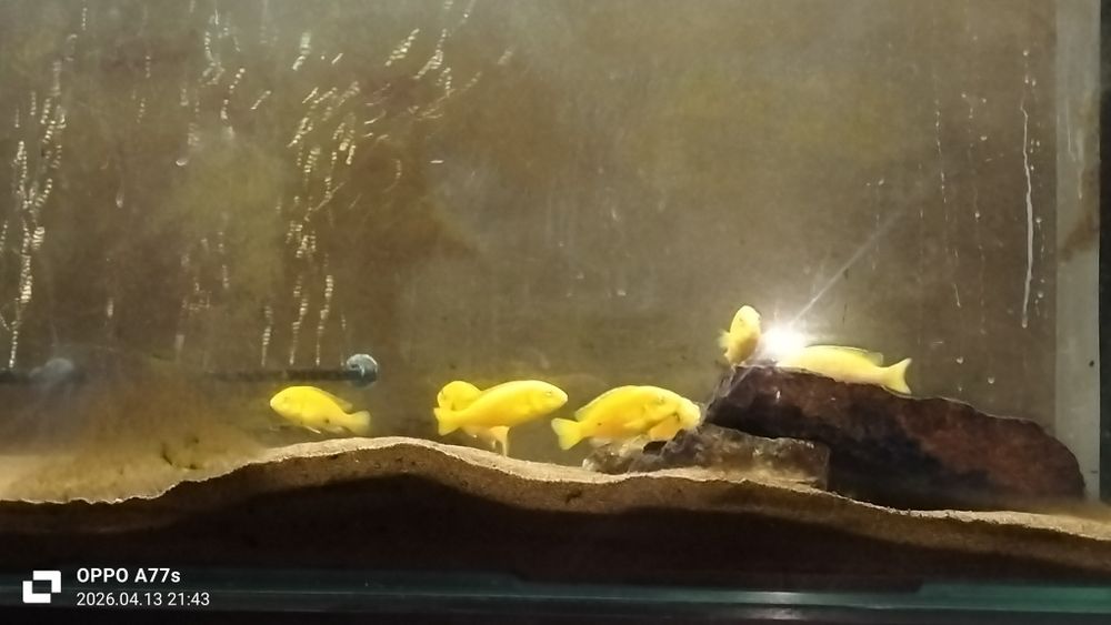 Продаю рыбок еллоу