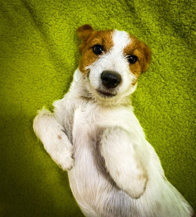 Щенок Джек Рассел терьер