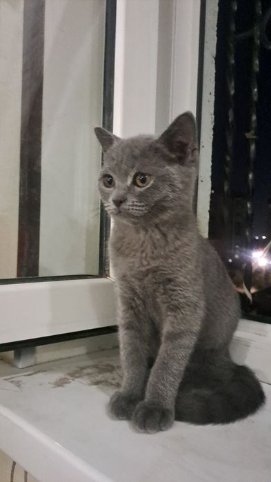 Британский скотч