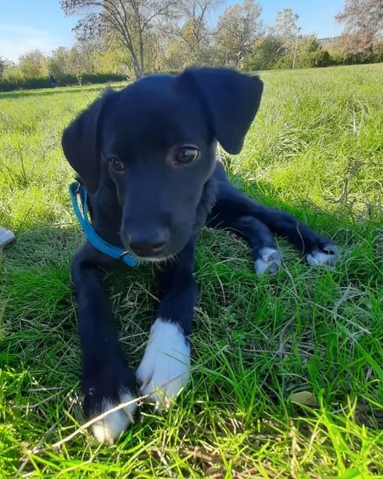 Băieței spre adopție