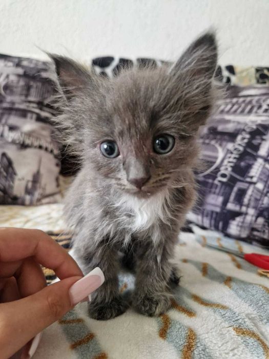 Котята Бесплатно