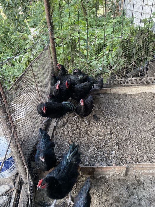 Vând cocoși Australorp