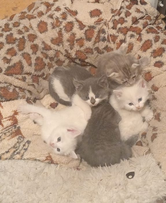 Отдаём котят бесплатно!