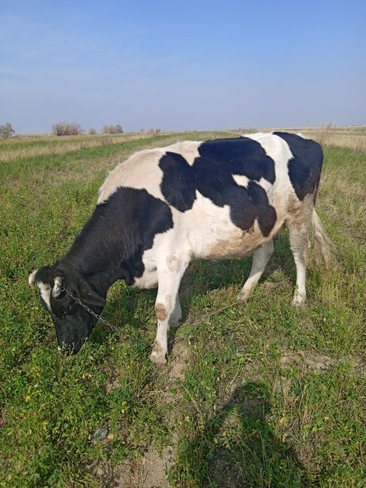 Галштинская порода