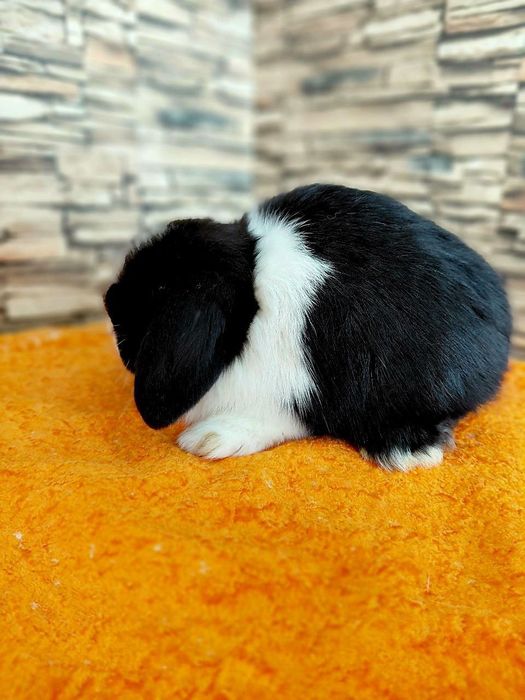 Болалар учун совга куйончалар