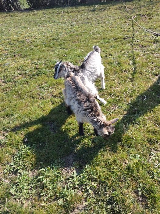 Vând 2 capre una dintre ele are dauă ieduțe și cealaltă este gestantă