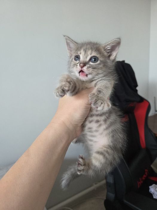 Отдам котенка в добрые руки