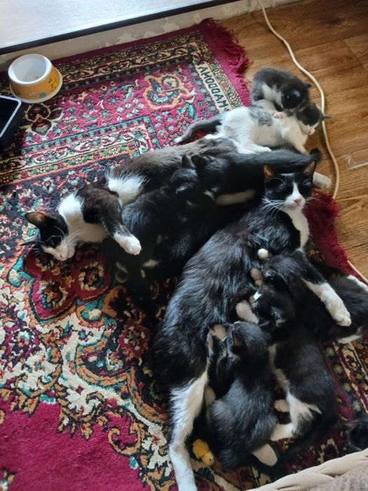 Котята, в добрые руки бесплатно