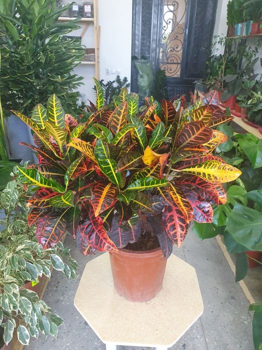 Kraton кратон. .