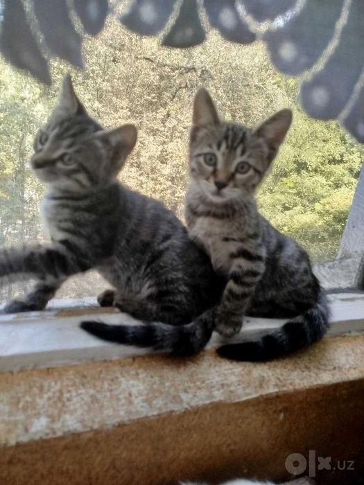 Котята только в добрые заботливые руки.
