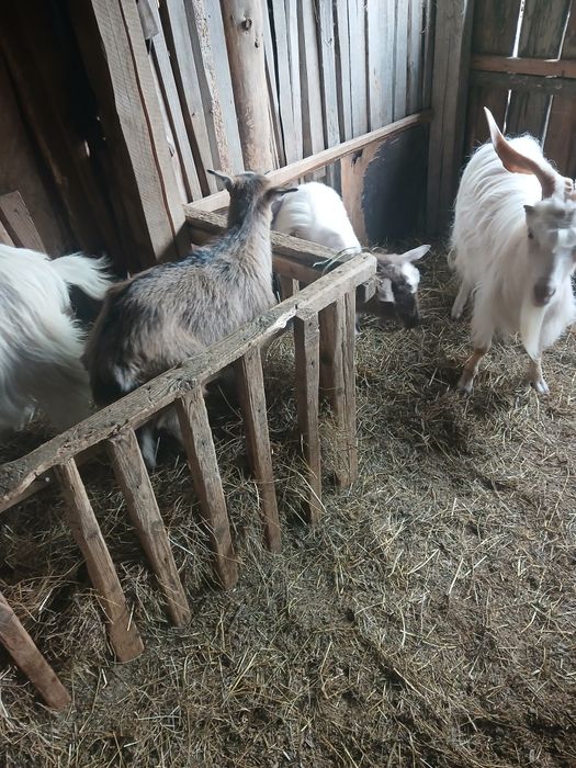 Iezi de vanzare si capre