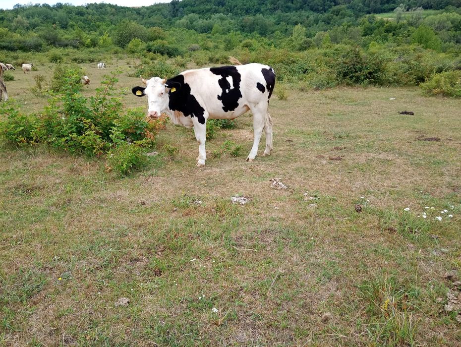 Vând juninca frumoasă