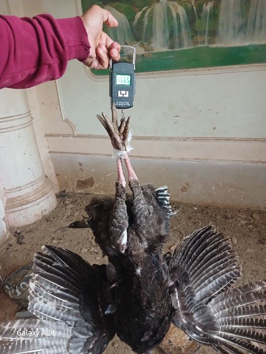 Еркак курка Сотилади