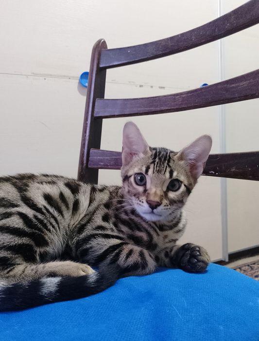 Бенгальский котёнок