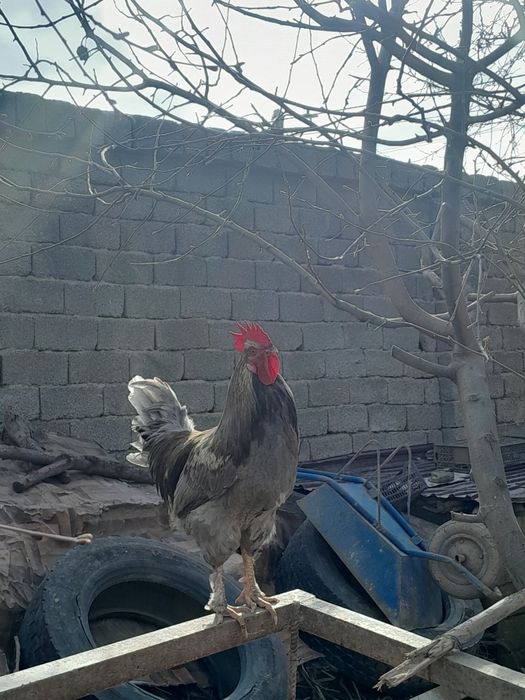 Қораз сатылады,  жалғыз