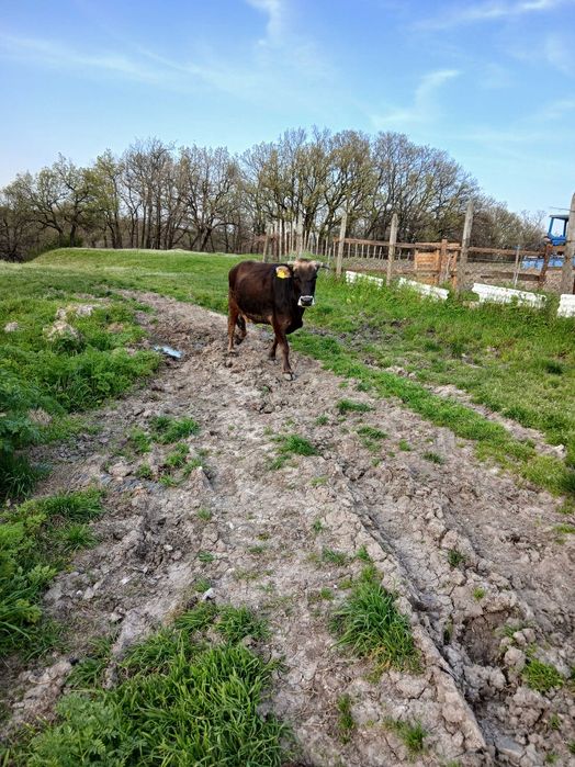 Млечни дойни крави