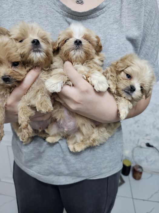 Супер щеночки мальтипу F1