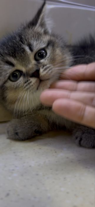 Урганчда сотилади скотиш шиншилла чоко угилча