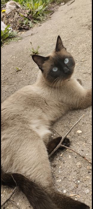 Потерялся самый лучший кот