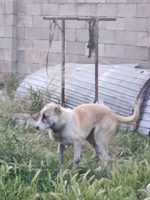 Алабай төбет кушвк