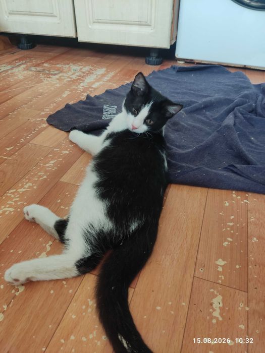 Котят в  хорошие руки