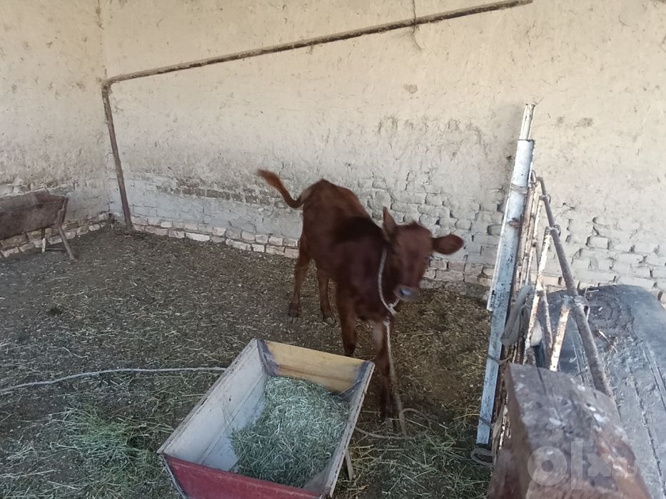 Ona bola sigir sotiladi